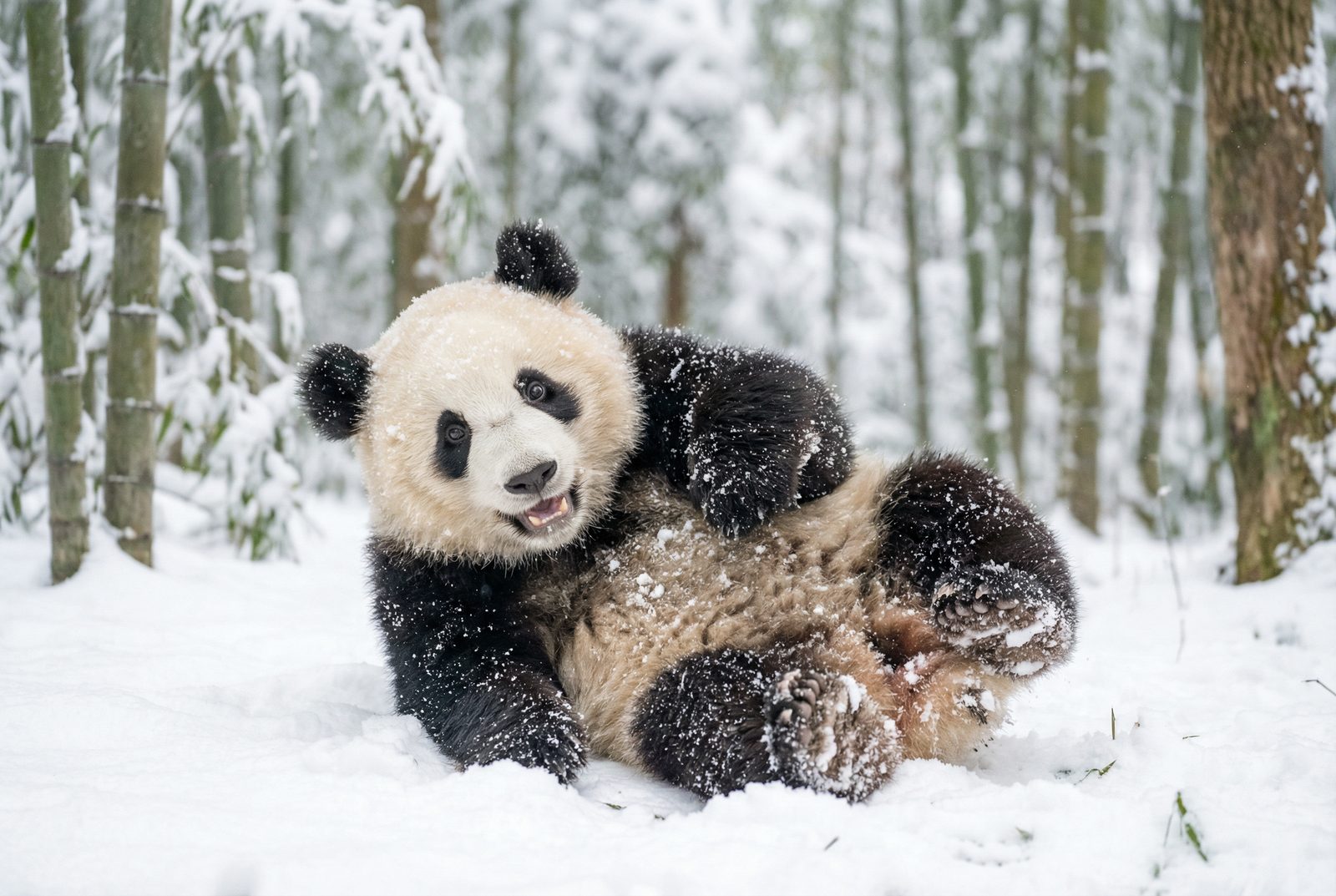 糖心熊猫雪地嬉戏视频